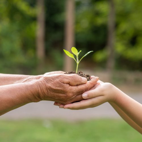 A small tree growing with soil forwarded or delivered between the hands of the elderly and children with the green forest background. Showed the care for the environment with sustainable development.